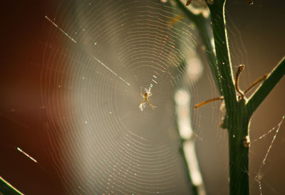 Close-up of spider on web