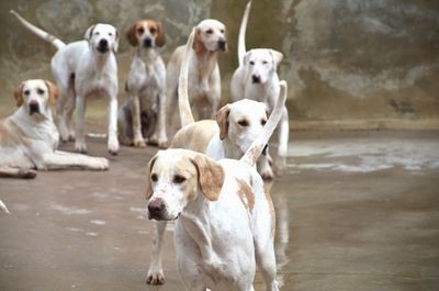 Stray dogs on street