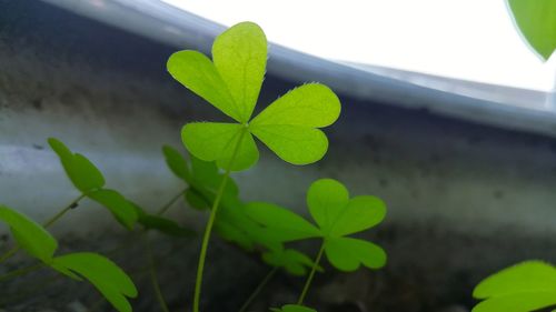 High angle view of small potted plant