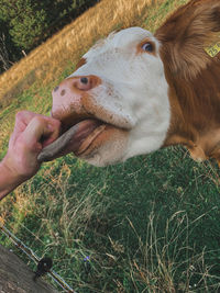 A licking cow