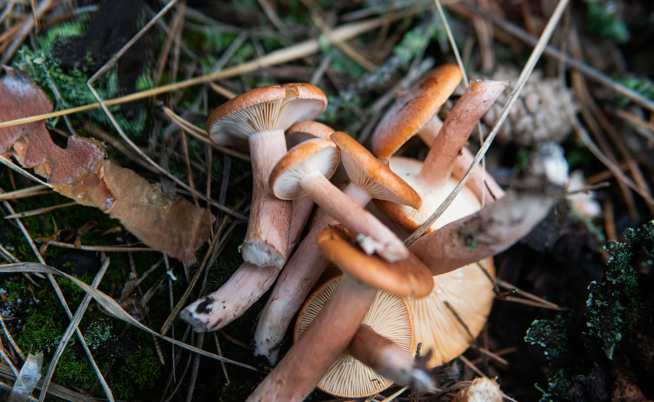 HIGH ANGLE VIEW OF MUSHROOMS GROWING ON LAND