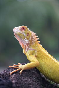 Close-up of lizard