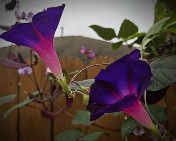 Close-up of purple flowers blooming outdoors