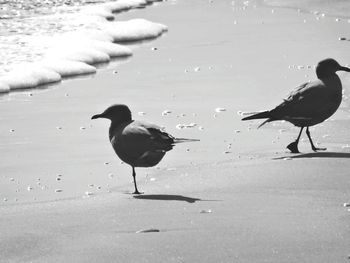 Birds on beach