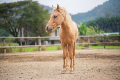 Horse standing in ranch