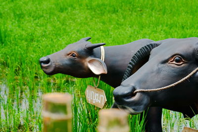 High angle view of cow on field