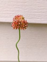 Allium vineale, field garlic, with curved stem in richmond, va, usa