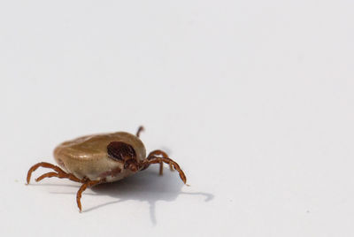 Close-up of crab over white background