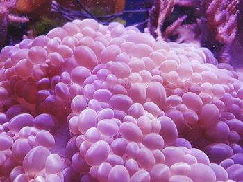 Close-up of pink flowers in sea