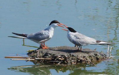 Birds perching on a lake