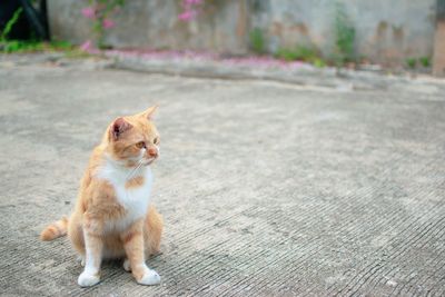 Cat sitting on a street