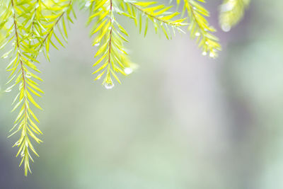 Close-up of raindrops on tree branch