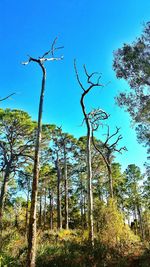 Low angle view of trees against blue sky