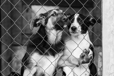 Dog looking through chainlink fence