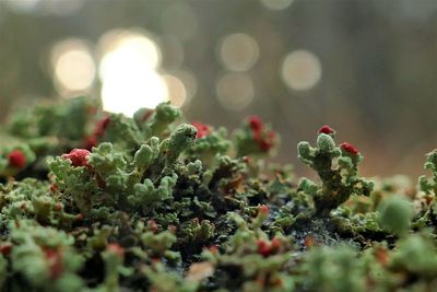 Close-up of plant growing on field