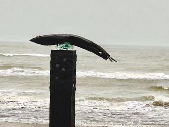 Close-up of bird perching on beach against sky