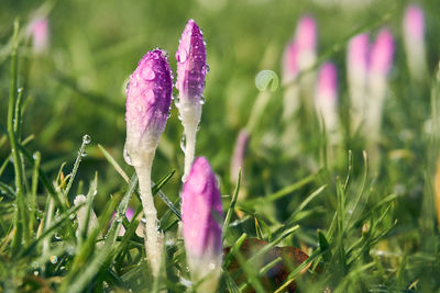 Close-up of water drops on purple crocus flower