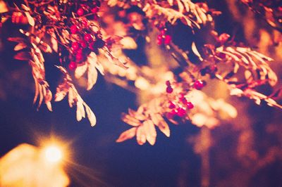 Low angle view of illuminated tree against sky at night