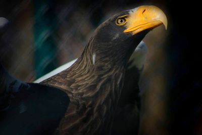 Close-up of a bird looking away