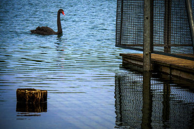 Swan swimming on lake