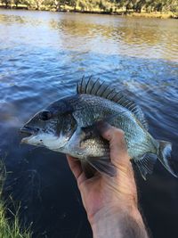 Close-up of hand holding fish in lake