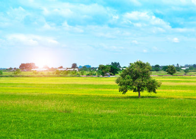 Trees on field against sky