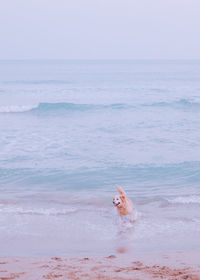 View of dog on beach