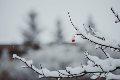 Close-up of snow on twig against sky