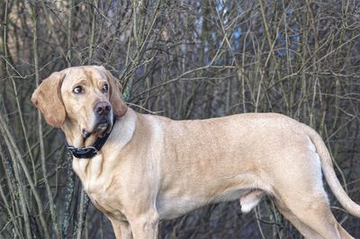 Portrait of dog on bare tree