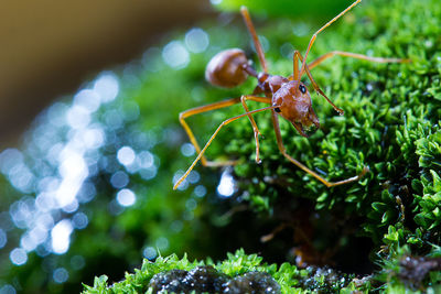 Close-up of fire ant on plant