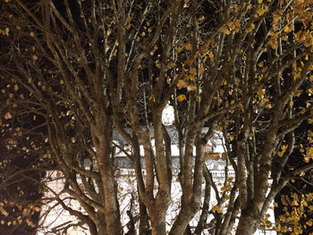 Low angle view of bare trees in forest