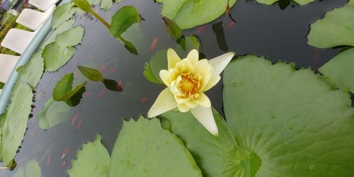 Close-up of water lily blooming outdoors