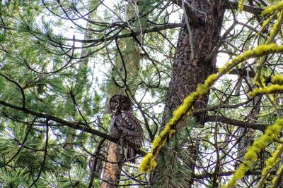 Low angle view of monkey on tree in forest