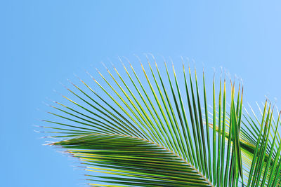 Low angle view of palm leaves against blue sky