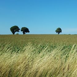 Scenic view of agricultural field against clear blue sky