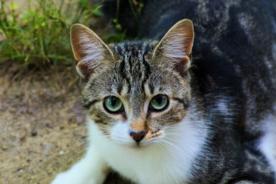 Close-up portrait of cat