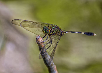 Close-up of dragonfly on twig