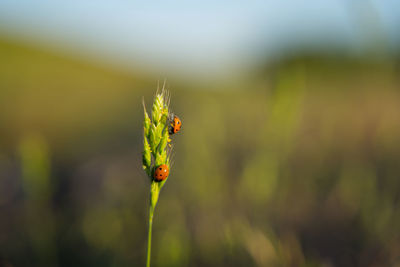 Close-up of ladybug on leaf