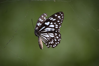 Close-up of butterfly on flower