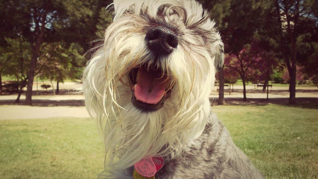 domestic animals, dog, animal themes, one animal, pets, mammal, animal hair, grass, focus on foreground, sticking out tongue, close-up, park - man made space, portrait, tree, animal head, field, front view, outdoors, day, looking at camera