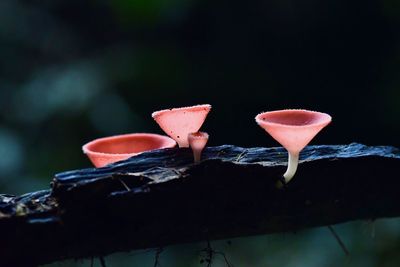Close-up of red rose on glass