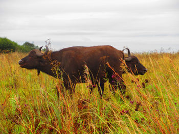 Buffalo standing on field against sky