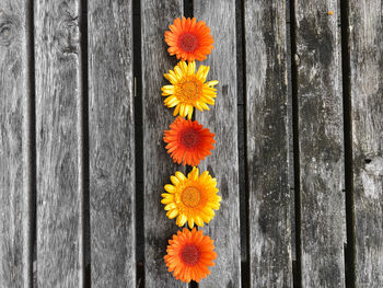Close-up of yellow flowering plants on wood