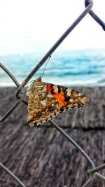 Close-up of butterfly on the sea