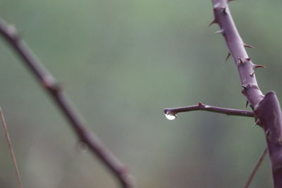 twig
