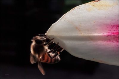 Close-up of bee