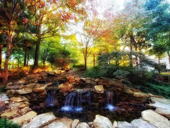 Trees by rocks in forest during autumn