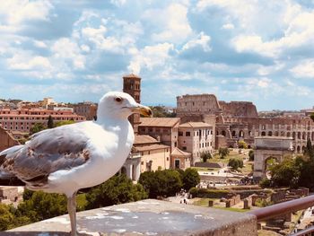 Seagull perching on a building