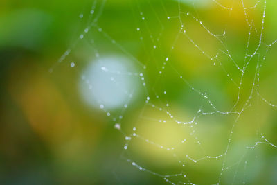 fragility