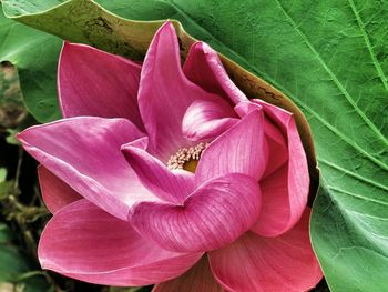 Close-up of pink flowers